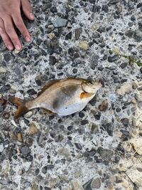 本日釣りでこの様な魚が釣れました 口も小さく特に歯はギザギザし Yahoo 知恵袋