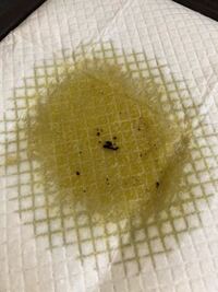 これはなんでしょうか 愛犬のおしっこのあとに必ずついてるな黒い塊があ Yahoo 知恵袋