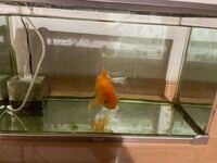 写真有 金魚のポップアイがひどいです 末期なのでしょうか 痛々 Yahoo 知恵袋