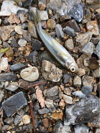漢字3文字の魚 漢字3文字で表される魚の名前をたくさんあげてくだ Yahoo 知恵袋