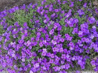 この紫色の小花は なんと言う名前ですか オーブリエチアです Yahoo 知恵袋
