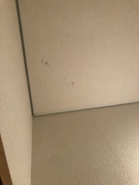 アパートのトイレの天井にイエユウレイグモらしき蜘蛛が2匹いました トイレには窓 Yahoo 知恵袋
