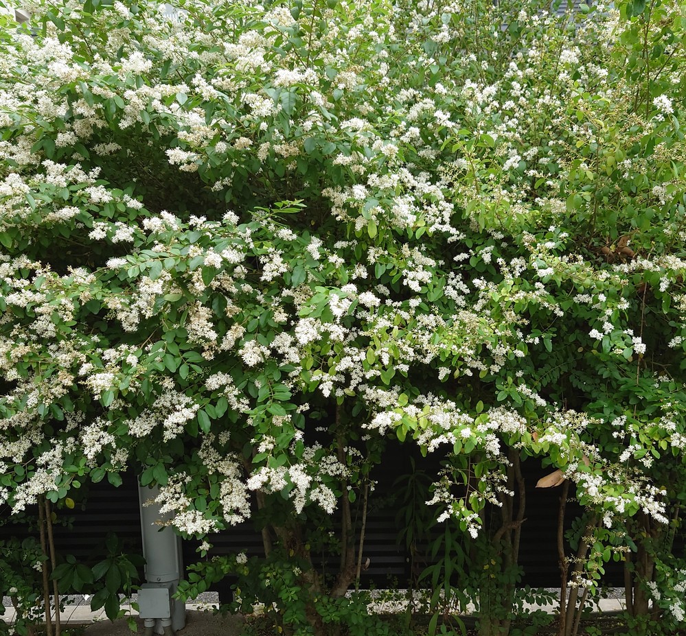 ５月初旬に咲く白い花が 私には異臭に感じます この花の名前は一体何で Yahoo 知恵袋