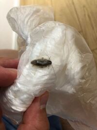 昆虫に詳しい方 この虫はゴキブリでしょうか 網戸に張り付いていて 素早く Yahoo 知恵袋