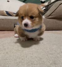 このこの犬種教えてください 可愛すぎて色々見たいんですけど犬種がわからな Yahoo 知恵袋