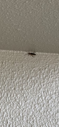 この1週間でマンションのベランダに3回も出没しています こちらは何の虫ですか Yahoo 知恵袋