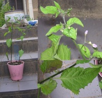 私の地方の農民は こぼれ種 などとは言いません フッセ です ケイトウのフッセ Yahoo 知恵袋