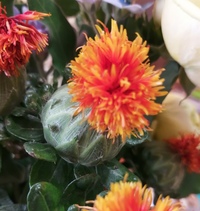 この花は何という名前ですか オレンジ部分が花なのでしょうか キク科のベニ Yahoo 知恵袋