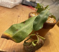 ネペンテスダイエリアナに花が咲いたのですが剪定をした方が良いの Yahoo 知恵袋