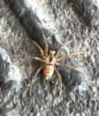 ニシオンデンザメの瞳の寄生虫について詳しく知りたいです 本とかウェブサイト Yahoo 知恵袋