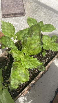 プランター栽培でシソを育てています 昨夜葉っぱに虫食い後 Yahoo 知恵袋