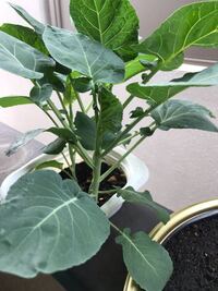 菊ブロッコリーの種を植え だいぶ大きくなったのですがこれはまだ育ちますか Yahoo 知恵袋