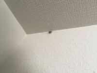 自宅の天井に 蜘蛛がいました 暫くして 再度 天井を眺めてみた Yahoo 知恵袋