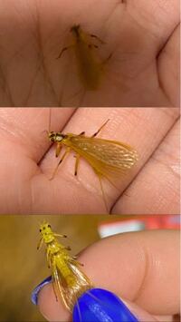 この虫は何ですか いつの間にか部屋に入ってきてるこの子は何です Yahoo 知恵袋