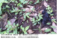 フンコロジー
この糞をした動物は何でしょうか？

場所 千葉県森の中の開けた場所
月日 ２０２１年６月７日 発見 ここ数日のものです。 毛が混じっています。