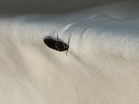 ベランダにいたのですが これはゴキブリですか あまり動きは素早くな Yahoo 知恵袋