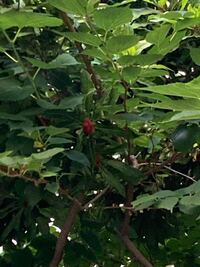 この木の名前を教えてください 実は直径1cmほどの実でラズベリーのような Yahoo 知恵袋