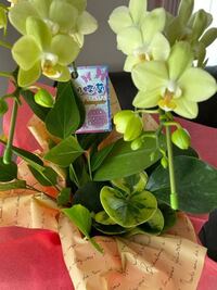 胡蝶蘭と観葉植物の寄せ植えをもらったのですが 別の鉢にうつしてあげた方がいいの Yahoo 知恵袋