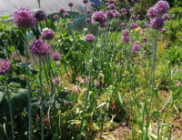 葱坊主のような紫の花を付けた植物を見付けました 何と言う植物かご存知の方 Yahoo 知恵袋