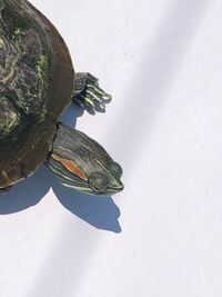 これはミドリガメでしょうか 田んぼで見つけました Yahoo 知恵袋