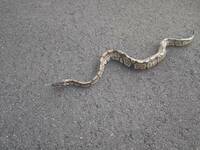 この蛇はなんという蛇ですか 荒川の土手にいました 日本の蛇じゃないよ Yahoo 知恵袋