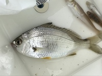 この口が特徴的な魚は何と言うのでしょうか 釣り好きな友達に聞いてもわ Yahoo 知恵袋