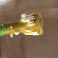 パキラを水差しにしていて こんな感じになったのですが このまま放置し Yahoo 知恵袋