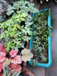 プランターのアジュガが増えて混み合っていて このままだとこれから Yahoo 知恵袋