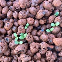 なんすかこれ 双葉だけではねぇ スイカとかきゅうりとか瓜系の様に見えます Yahoo 知恵袋