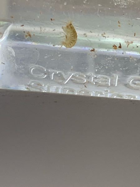 ピンポンパールの稚魚のエサの量 ２０リットル水槽に５０匹程度のピ Yahoo 知恵袋