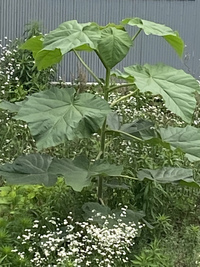 この背の高い植物はなんでしょうか 2メートルはあると思います 雑草で Yahoo 知恵袋