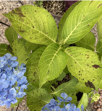 昨年購入した紫陽花の葉っぱの色が黒く変色しています 葉っぱの色も黄緑 Yahoo 知恵袋