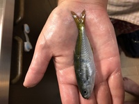 写真の魚は何という魚でしょうか 昨日沼津で釣ってきたものですが 釣り初心者なも Yahoo 知恵袋