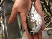 写真の魚は何という魚でしょうか 昨日沼津で釣ってきたものですが 釣り初心者なも Yahoo 知恵袋