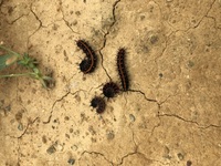 この毛虫は大きくなると何になりますか 庭の花壇に大量発生しました Yahoo 知恵袋