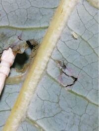 朴葉寿司を食べようとしたら 葉の裏にびっしりアブラムシのような虫がいました Yahoo 知恵袋