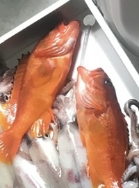 この魚頂いたんですが 食べられますか なんという名前の魚ですか 食べるのなら煮 Yahoo 知恵袋