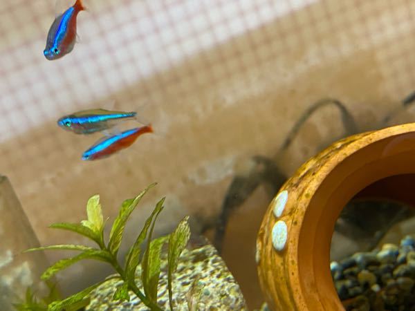 熱帯魚ショップでカージナルテトラを購入したんですけど 一匹だけ色が違くて大きさ Yahoo 知恵袋