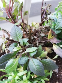 枯れかけなのですが この花の名前を教えて頂きたいです 買った頃は 赤茶色で形は Yahoo 知恵袋