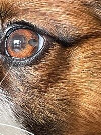 飼っている犬の目に黒いシミのようなものがあるのですが これは何ですか 気になっ Yahoo 知恵袋