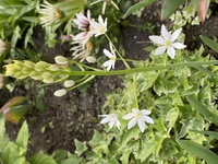 この花の名前を教えて下さい キジカクシ科のオーニソガラム シルソイデスです Yahoo 知恵袋