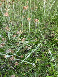 芝生の雑草についての質問です 芝生にこの雑草が沢山はえて困っています 横 Yahoo 知恵袋