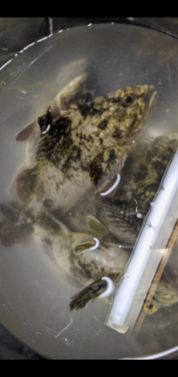 この魚はカサゴとタケノコメバルのどちらですか どちらでもなくムラソイです Yahoo 知恵袋