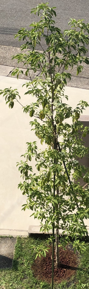 質問1 写真の常緑ヤマボウシの状態と 移植直後の水遣り頻度について Yahoo 知恵袋