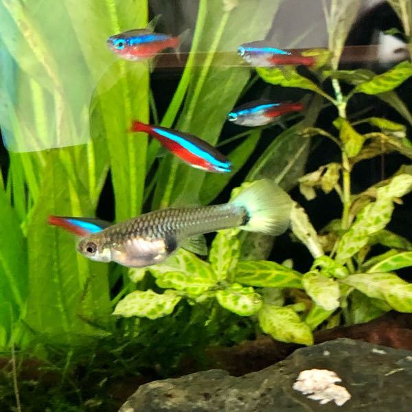 グッピーについて質問です こちらのメスは妊娠しているのでしょうか オ Yahoo 知恵袋