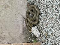 この蛇の種類教えて下さい 昨日から我が家の敷地内にいて可愛いのですが毒な Yahoo 知恵袋