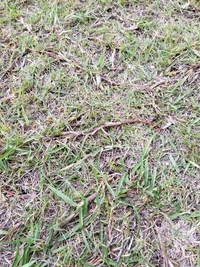 この雑草は何でしょうか 芝生に地下で広がっていて抜いてもぶちぶち切れて抜ききれ Yahoo 知恵袋