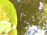 アイアイについて アイアイって現地じゃ悪魔の使い扱いされるほど不気味な猿 Yahoo 知恵袋