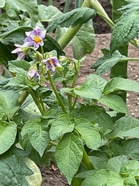 じゃがいもの花は いもの出来に影響するから切り落とせと言う人と土中に Yahoo 知恵袋