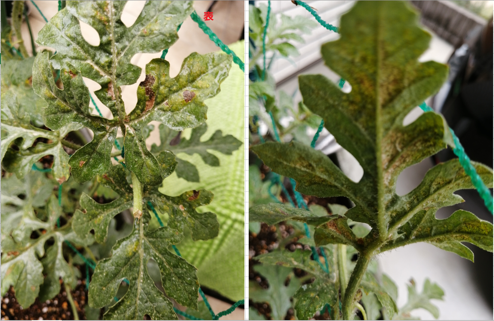スイカの葉っぱ数枚の一部が白い斑点や茶色くなってしまいました 添付写真はある葉 Yahoo 知恵袋